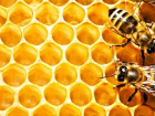 Тамбовские пчеловоды дошли до суда в ситуации с массовой гибелью пчёл