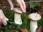 15 человек отравились грибами в Тамбовской области