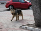 Власти Тамбова объявили тендер на отлов бродячих собак