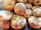 Рак картофеля диагностировали в Тамбовской области 