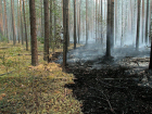 Специалисты Державинского университета реализовали проект по восстановлению лесов после пожаров