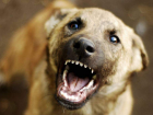 В Знаменке суд взыскал моральный ущерб с владельцев собаки, покусавшей женщину