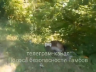 Трое тамбовчан серьёзно пострадали в ДТП с лосем на трассе «Моршанск-Пичаево»