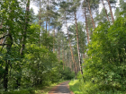 В Тамбовской области запретят ездить в лес, чтобы не было пожаров