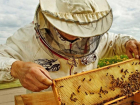 Петровский пасечник отсудил более миллиона рублей у предпринимателя, отравившего пчёл химикатами
