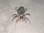 В пригороде Тамбова местные жители обнаружили тарантула
