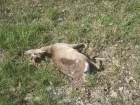 В Тамбовской области в ДТП погибла дикая косуля