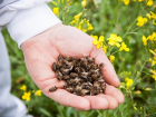 Миллион, миллион желтых пчел погиб в Сампурском районе 