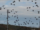 Хичкок по-тамбовски: скопление птиц у тамбовского мусорного полигона пугает автомобилистов