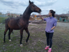 Тамбовчан просят помочь спасти от голода 16 лошадей