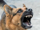 Тамбовчанин отсудил 20 тысяч рублей за укус бродячей собакой 