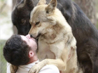 Волк, пойманный в Сатинке, отправится в Екатеринбург