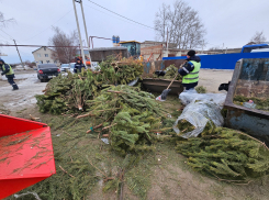 Регоператор собрал почти 450 кубометров новогодних ёлок