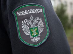 Россельхознадзор нашёл опасные «добавки» в саратовской колбасе на тамбовских прилавках 