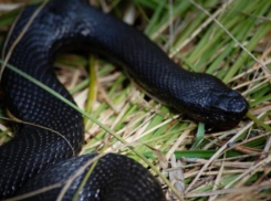 В лесах Тамбовщины участились встречи со змеями