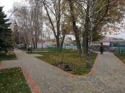 Кто-то сажает, а кто-то копает: из скверов в Тамбове массово воруют саженцы