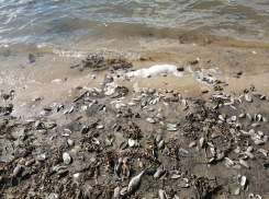 Действия Токарёвской птицефабрики привели к массовой гибели рыб