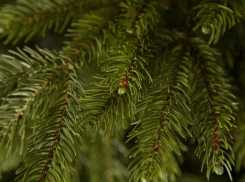 150 сосен потребуется для главной ёлки Тамбова 