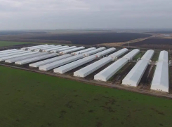 Россельхознадзор нашёл нарушения в деятельности Токаревской птицефабрики