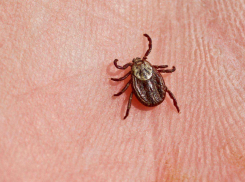 Почти 1100 тамбовчан стали жертвами клещей с начала сезона