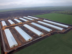 Жителям Токарёвского района отравляет жизнь местная птицефабрика