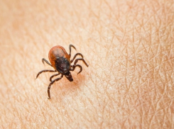 С начала года от укусов клещей пострадали более 2,5 тысяч тамбовчан