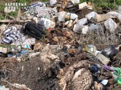 В двух населённых пунктах Тамбовской области обнаружены свалки с останками животных 