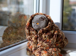 Ночью в Тамбове может похолодать до +6 