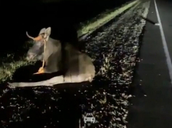 В Знаменском округе крупный лось попал под машину