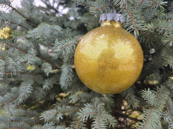 В Тамбове собирают главную ёлку из 200 сосен 