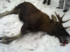 В Староюрьевском районе задержан столичный браконьер