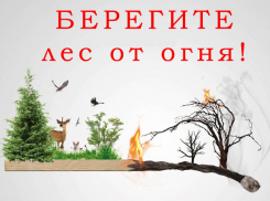 В регионе установлен 4 класс пожарной опасности лесов