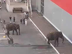 Тамбовчане пожаловались на слонов, гуляющих возле гипермаркета в центре города