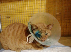 Трое парней из Мичуринска спасли тяжело травмированного котика от смерти 