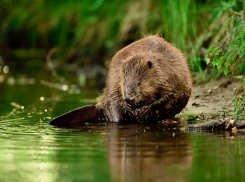 Жители Гавриловского района засняли купающегося в реке бобра