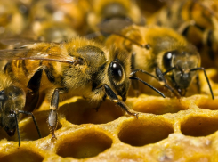 В облдуму внесён новый закон о пчеловодстве