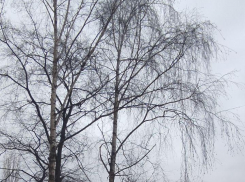 В 2025 году в Тамбове спилят и заменят новыми тысячи деревьев