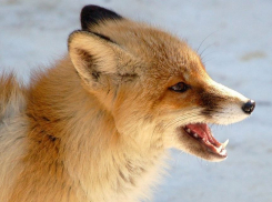 В регионе разрешён отстрел более 500 лисиц