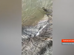 В Тамбовском районе в прудах отмечена массовая гибель рыбы