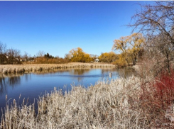 В пруду Никифоровского района нашли молодого утопленника