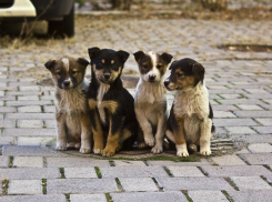 Откуда на улицах Тамбова более 5,5 тысяч бездомных собак?