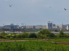 Региональный минстрой хочет забрать земельные участки у племзавода в Тамбове