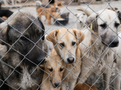 Тамбовские зоозащитники считают, что наказывать живодёров нужно как можно строже