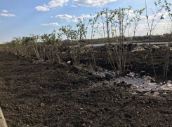 Олимпийский парк начали озеленять в угоду тамбовчан накануне публичных слушаний