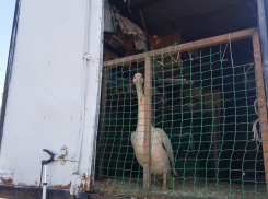 Семейный цирк-шапито на стадионе «Динамо» может остаться в Тамбове навсегда