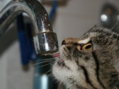 Десять многоквартирных домов в центре Тамбова останутся без холодной воды 