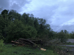 В Тамбове возбудили уголовное дело из-за срубленных деревьев в парке Дружбы