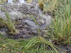 В Тамбове в Цну снова текут нечистоты 