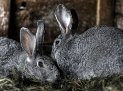 Украл, чтобы съесть. Задержан похититель кроликов из Пичаевского района