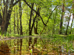 Погода в Тамбове на выходные: потепление и небольшой дождь 